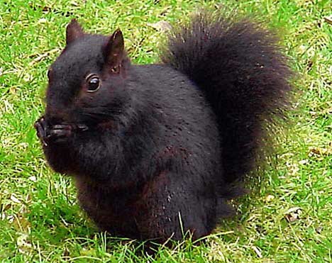 grey squirrel mutant with black fur